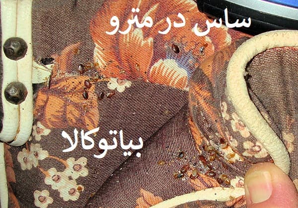 وجود ساس در مترو و ریشه کنی ساس